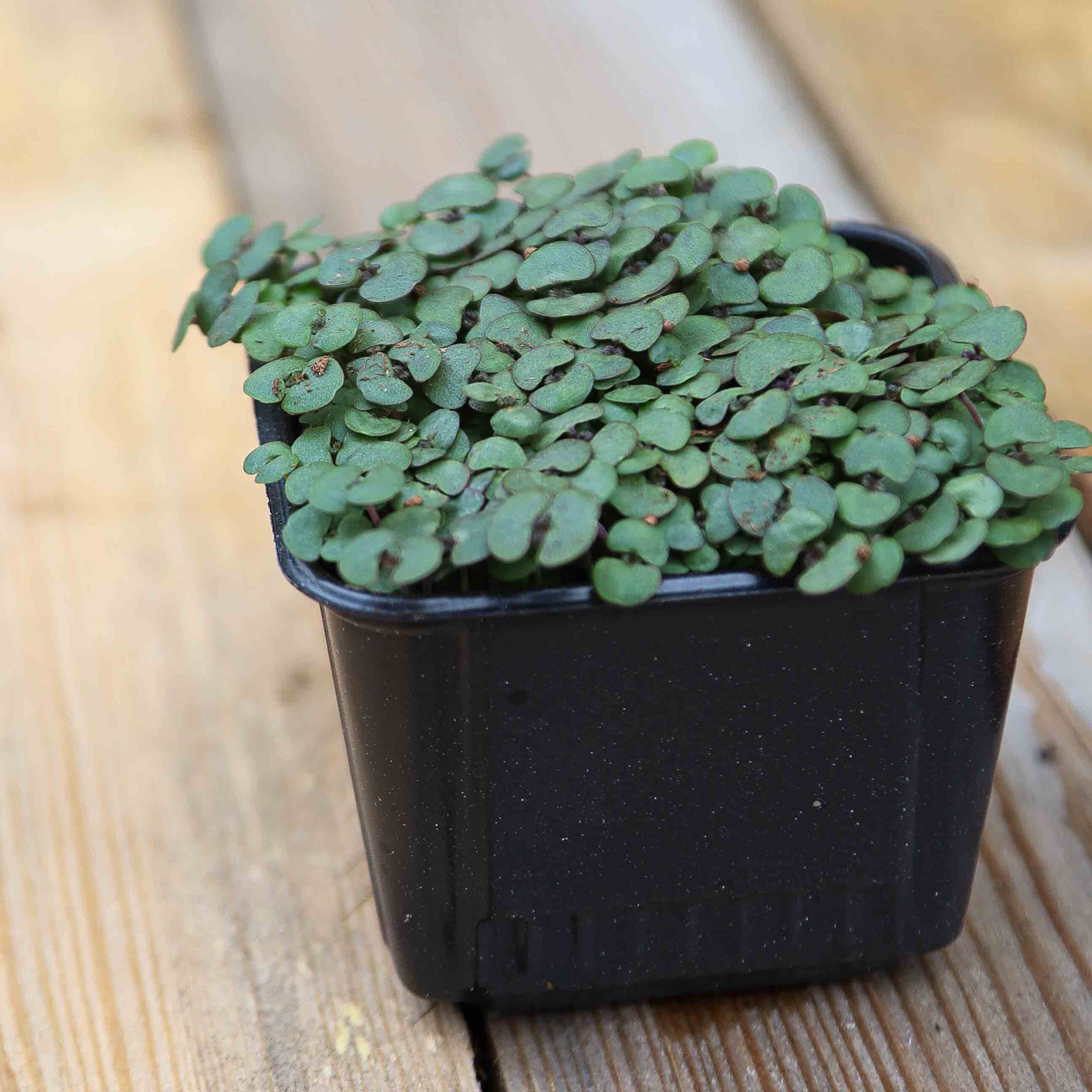 Graines de Micropousses pour Maraîchers — Diversification Atelier