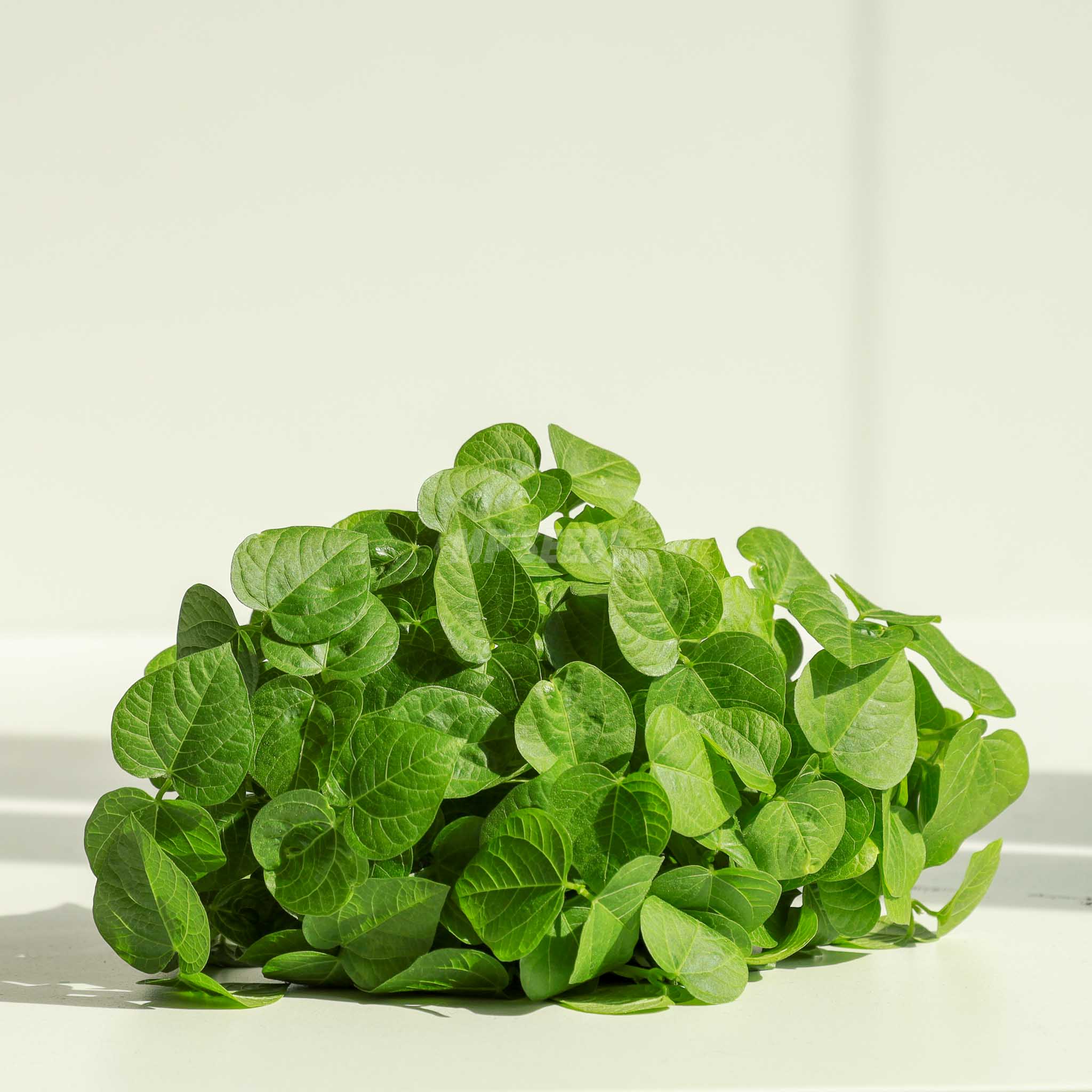 Graines Micropousse Haricot Azuki Rouge - Sachet 500 grammes