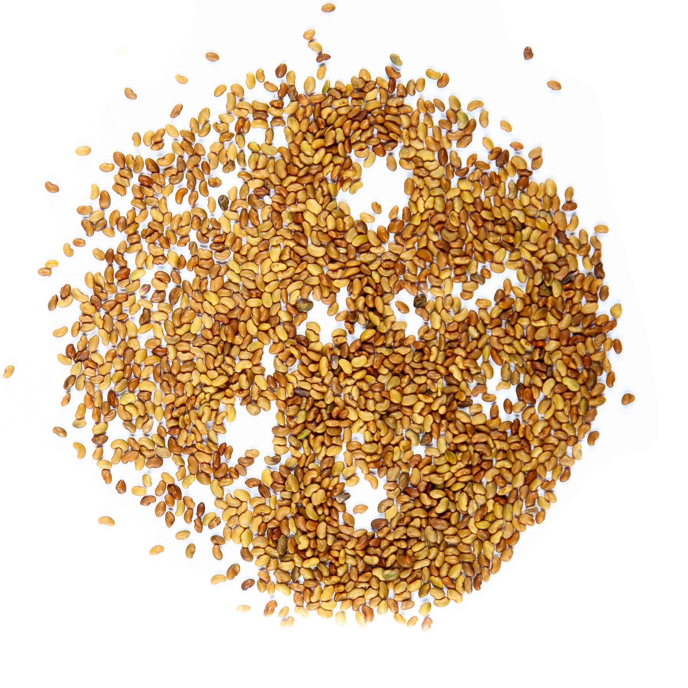 Graines Micropousse Alfalfa (Luzerne) - Sachet 1 Kilo