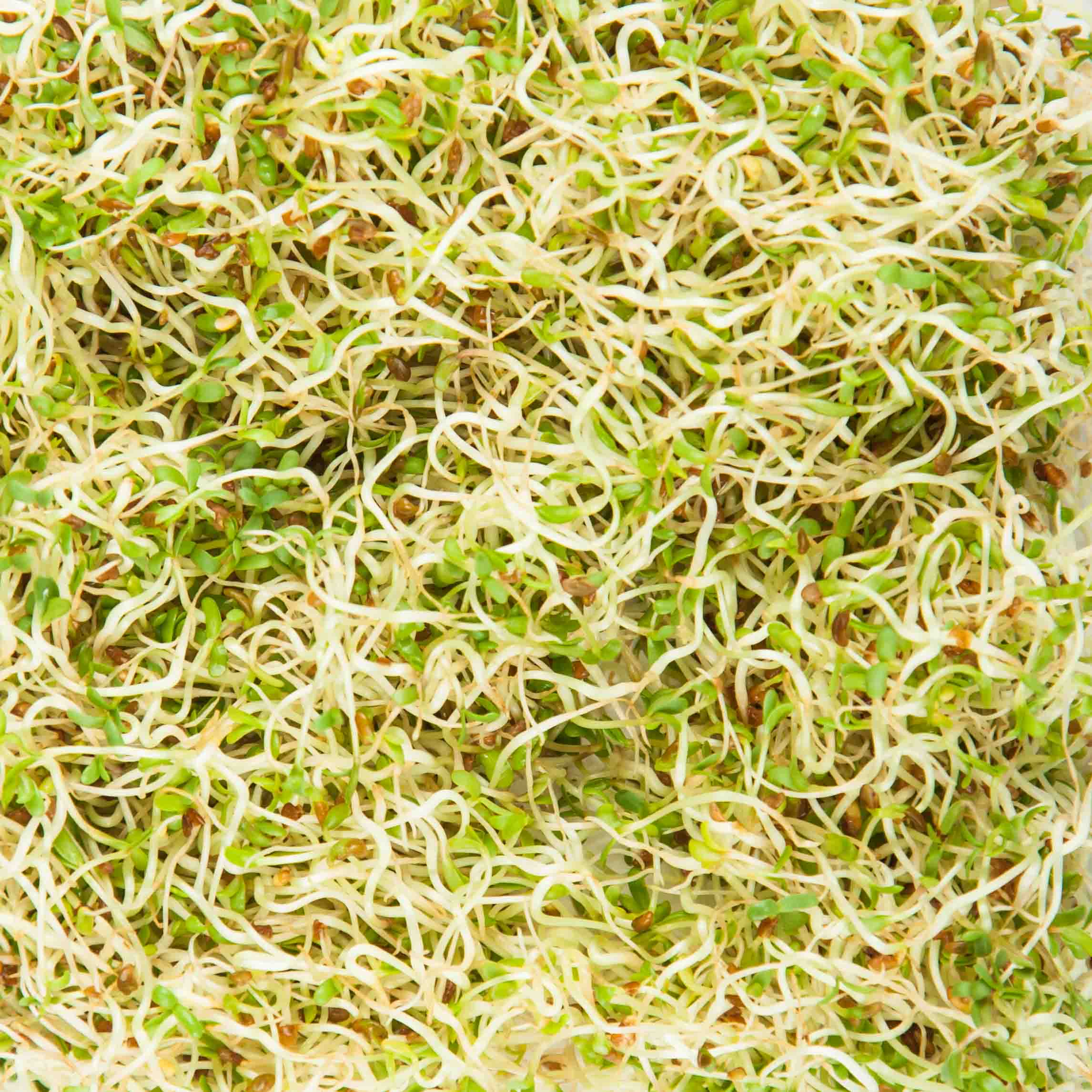 Graines Micropousse Alfalfa (Luzerne) - Sachet 1 Kilo