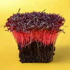 Graines Micropousse Amarante Rouge - Sachet 1 Kilo