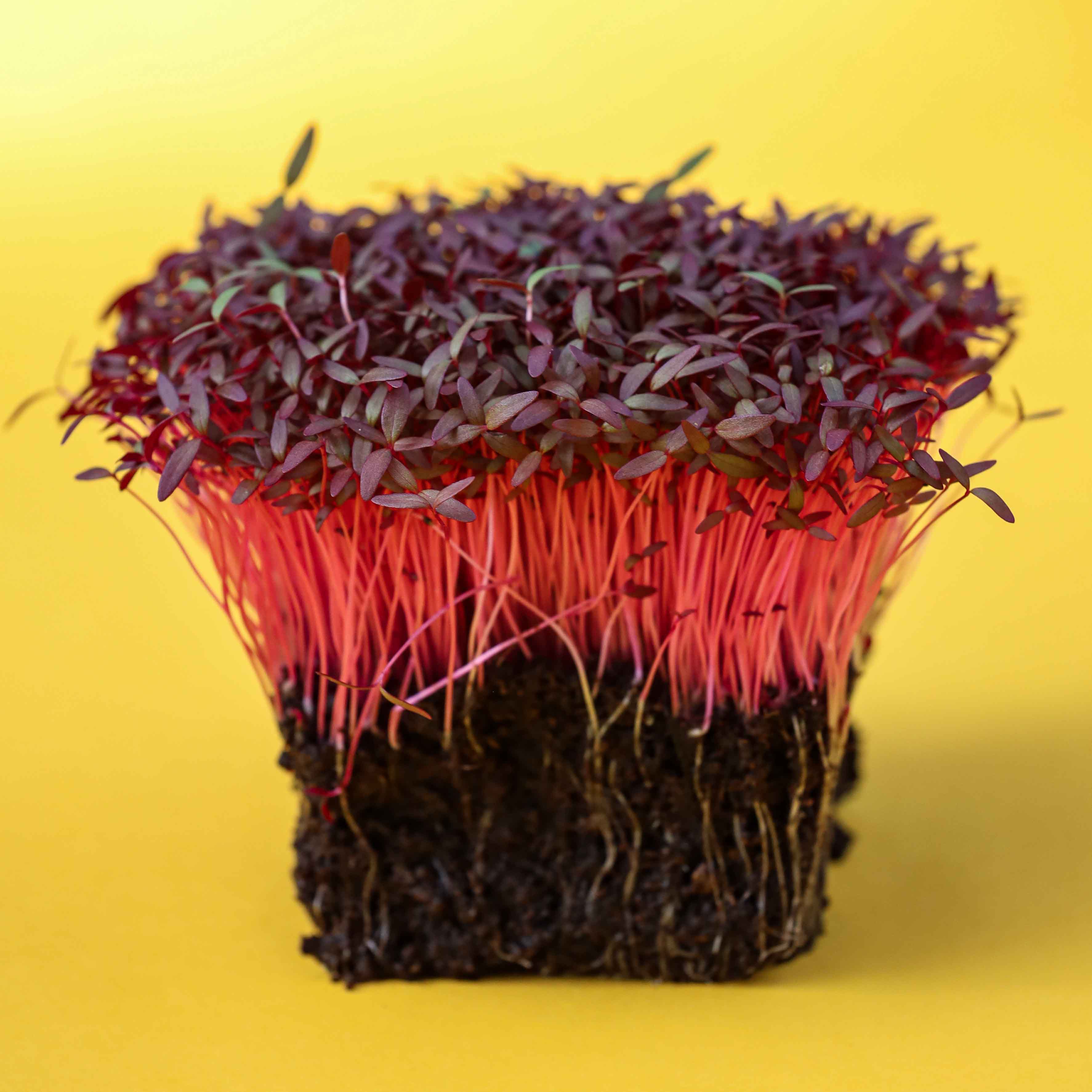 Graines Micropousse Amarante Rouge - Sachet 1 Kilo