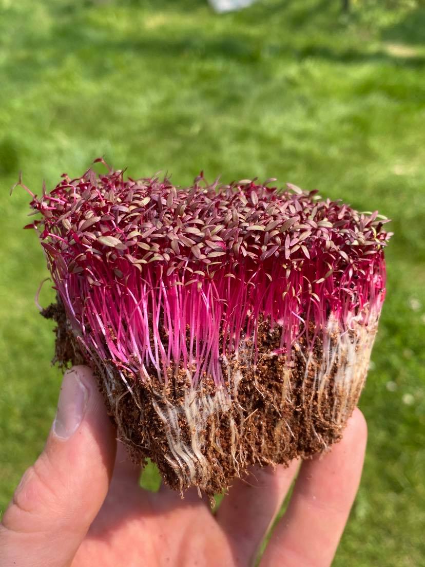 Graines Micropousse Amarante Rouge - Sachet 1 Kilo