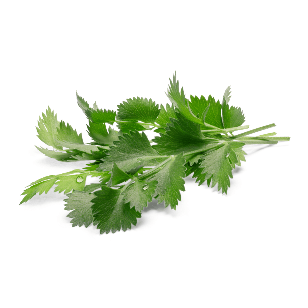 Graines Micropousse Anis - Sachet 1 Kilo