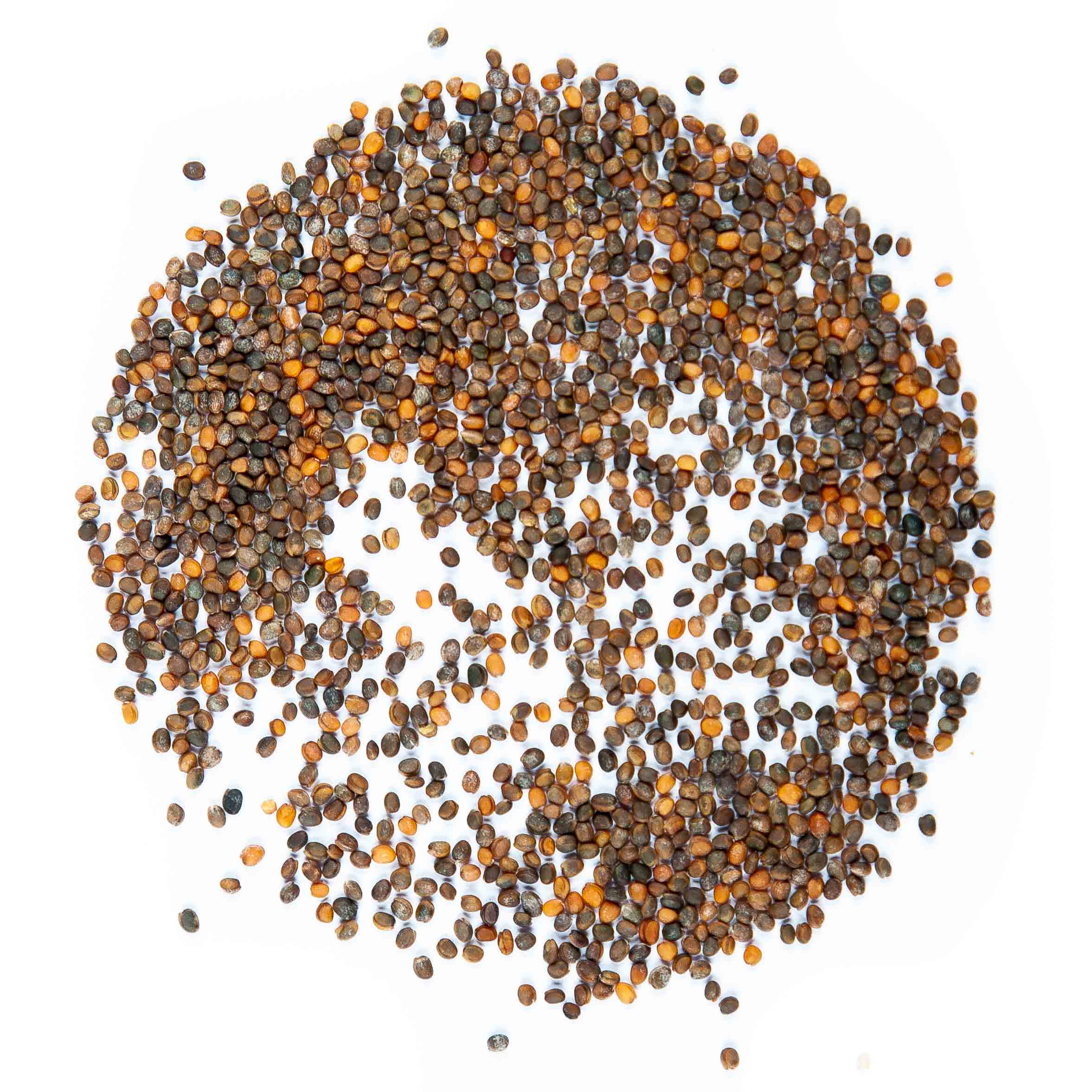 Graines Micropousse Roquette - Sachet 100 grammes