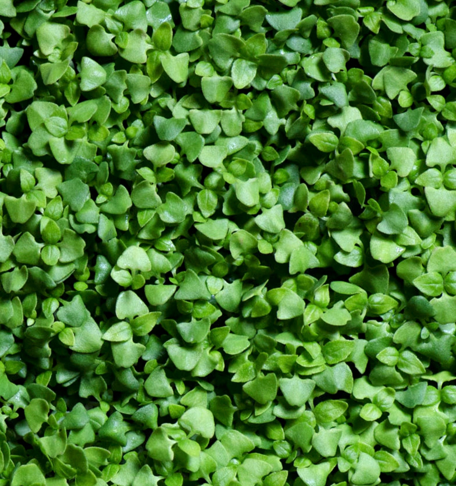 Graines Micropousse Basilic Italien - Sachet 1 Kilo