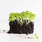 Graines Micropousse Basilic Italien - Sachet 10 grammes