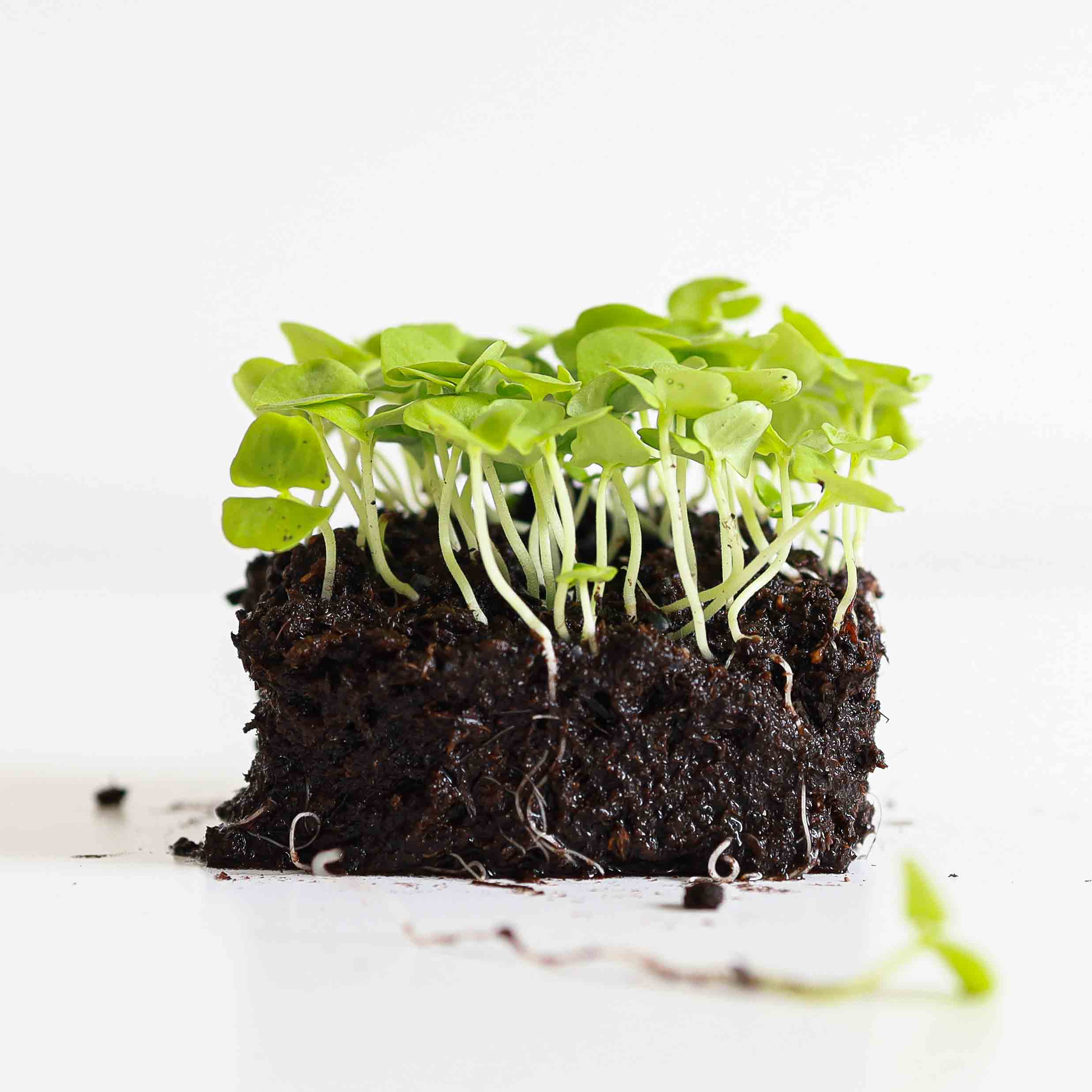 Graines Micropousse Basilic Italien - Sachet 1 Kilo