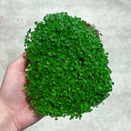 Graines Micropousse Basilic Citron - Sachet 500 grammes