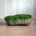 Graines Micropousse Basilic Citron - Sachet 500 grammes