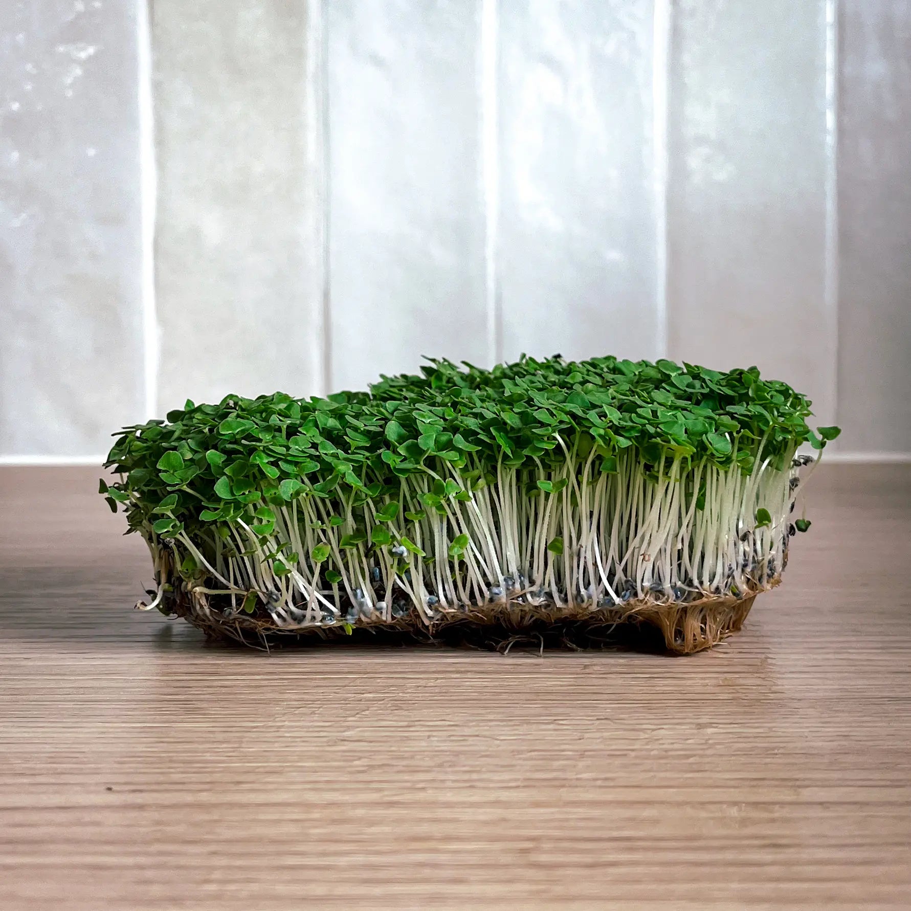 Graines Micropousse Basilic Citron - Sachet 1 Kilo