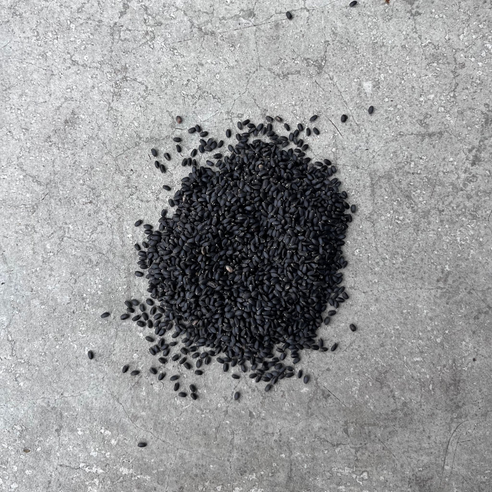 Graines Micropousse Basilic Citron - Sachet 1 Kilo