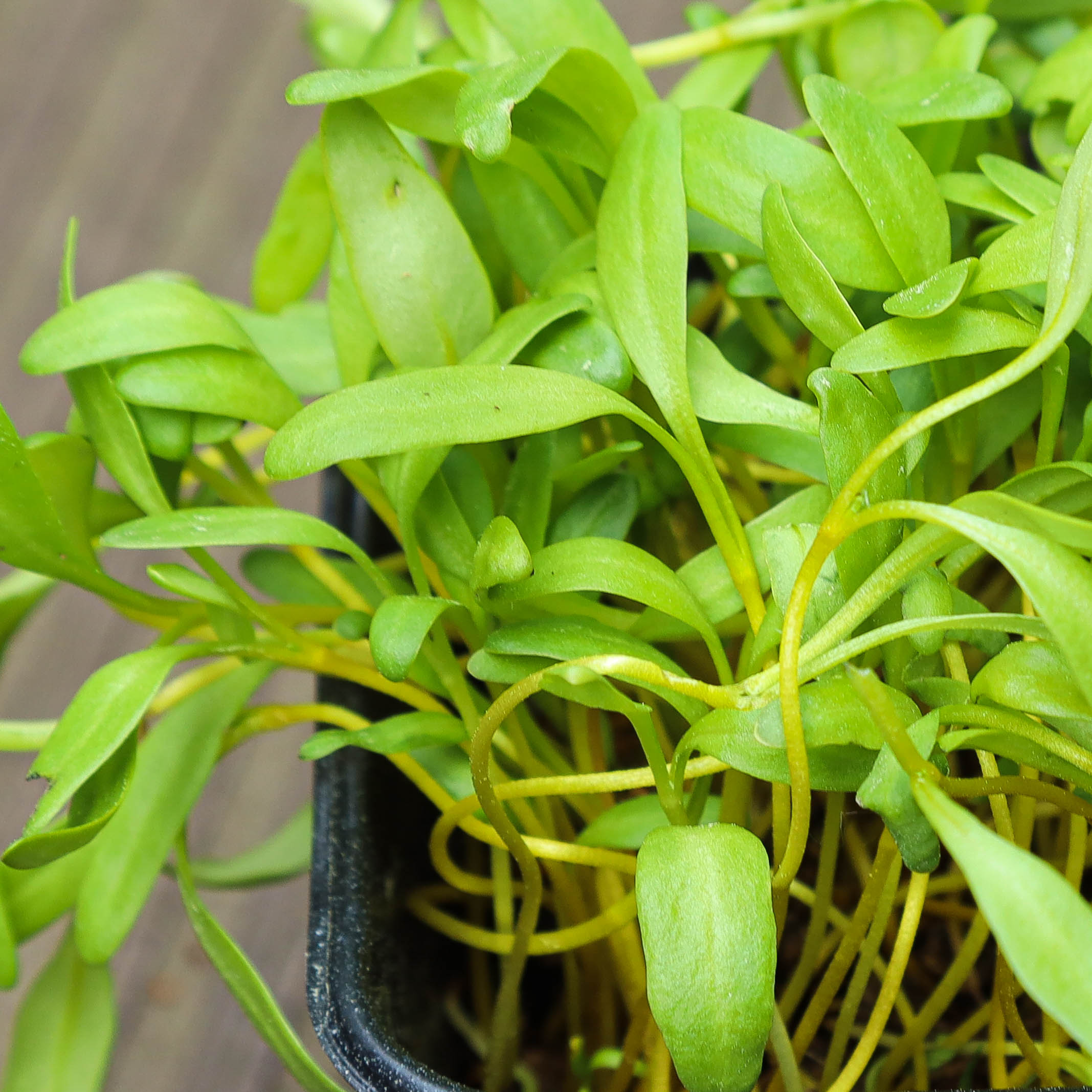 Graines Micropousse Blette Jaune - Sachet 250 grammes