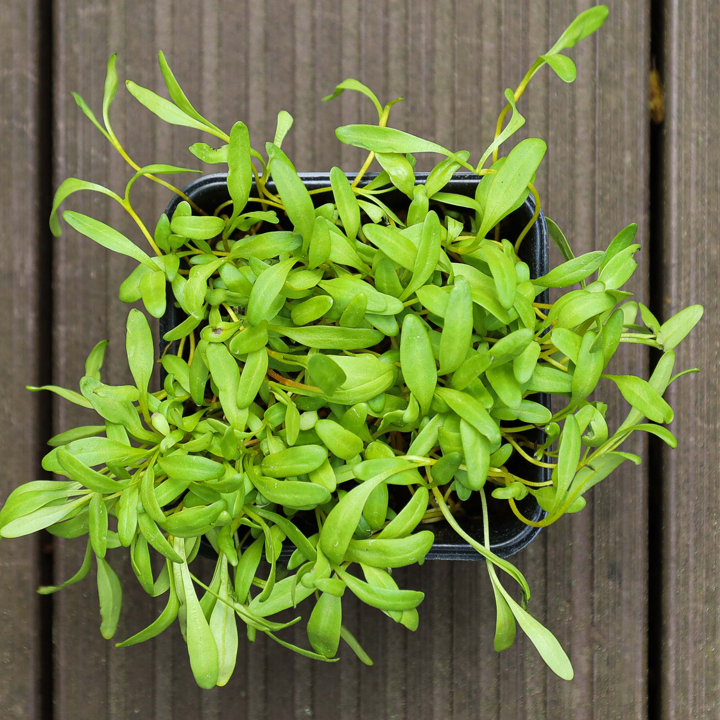 Graines Micropousse Blette Jaune - Sachet 250 grammes