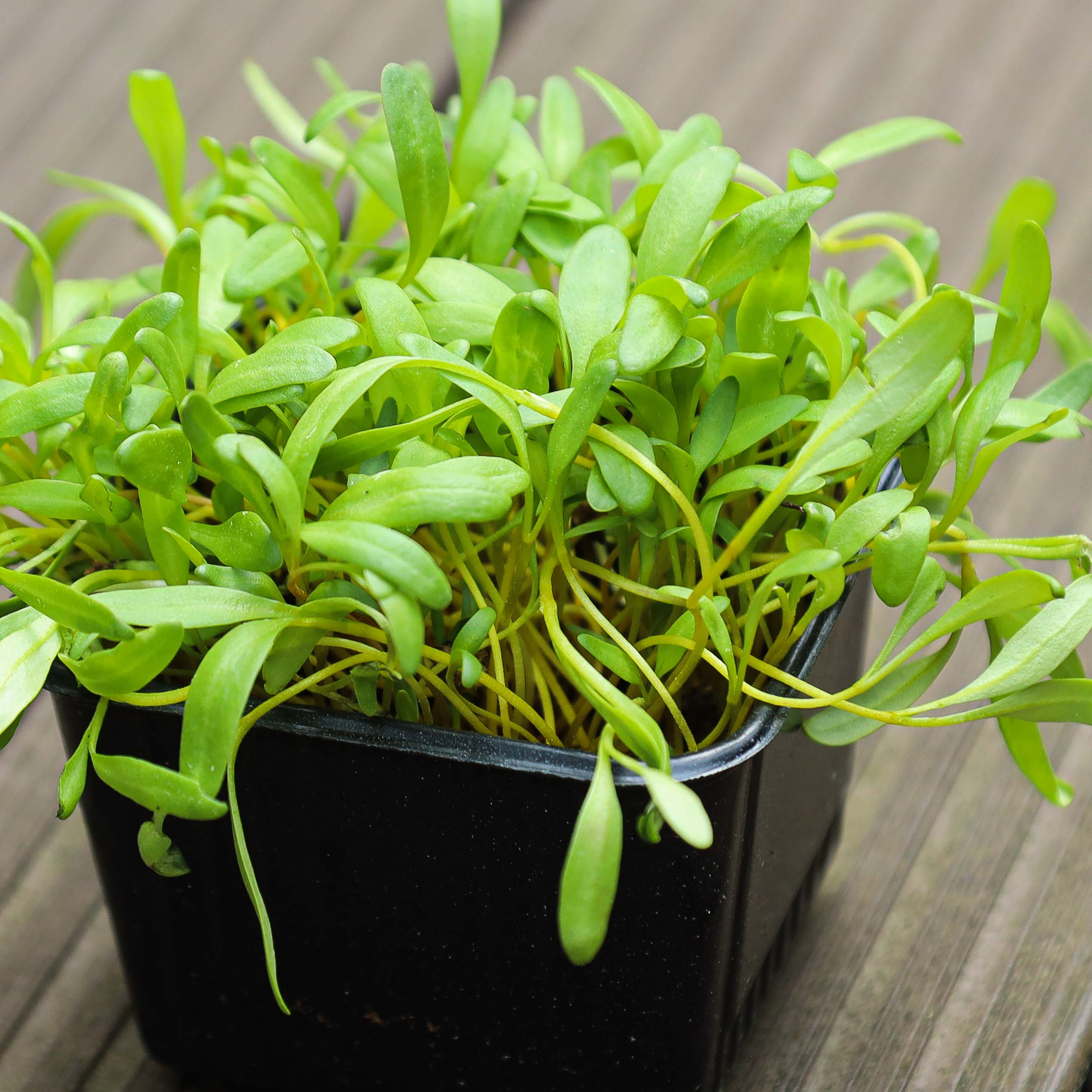 Graines Micropousse Blette Jaune - Sachet 250 grammes