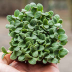 Graines Micropousse Bourrache Violette - Sachet 100 grammes