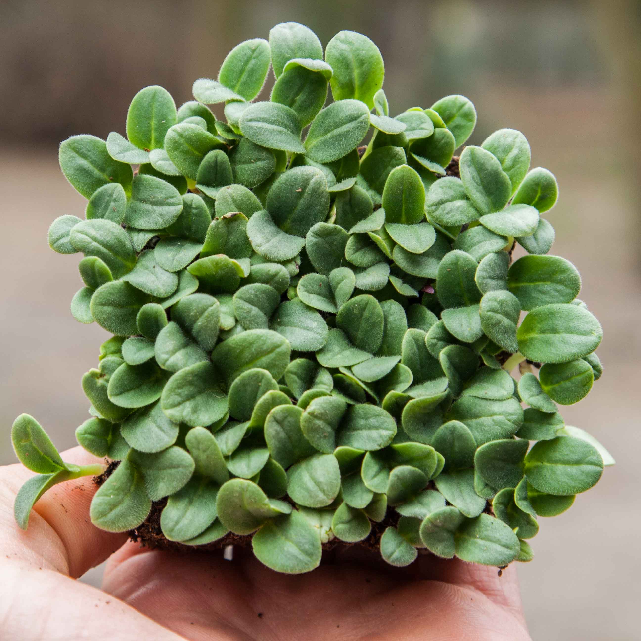 Graines Micropousse Bourrache Violette - Sachet 1 Kilo