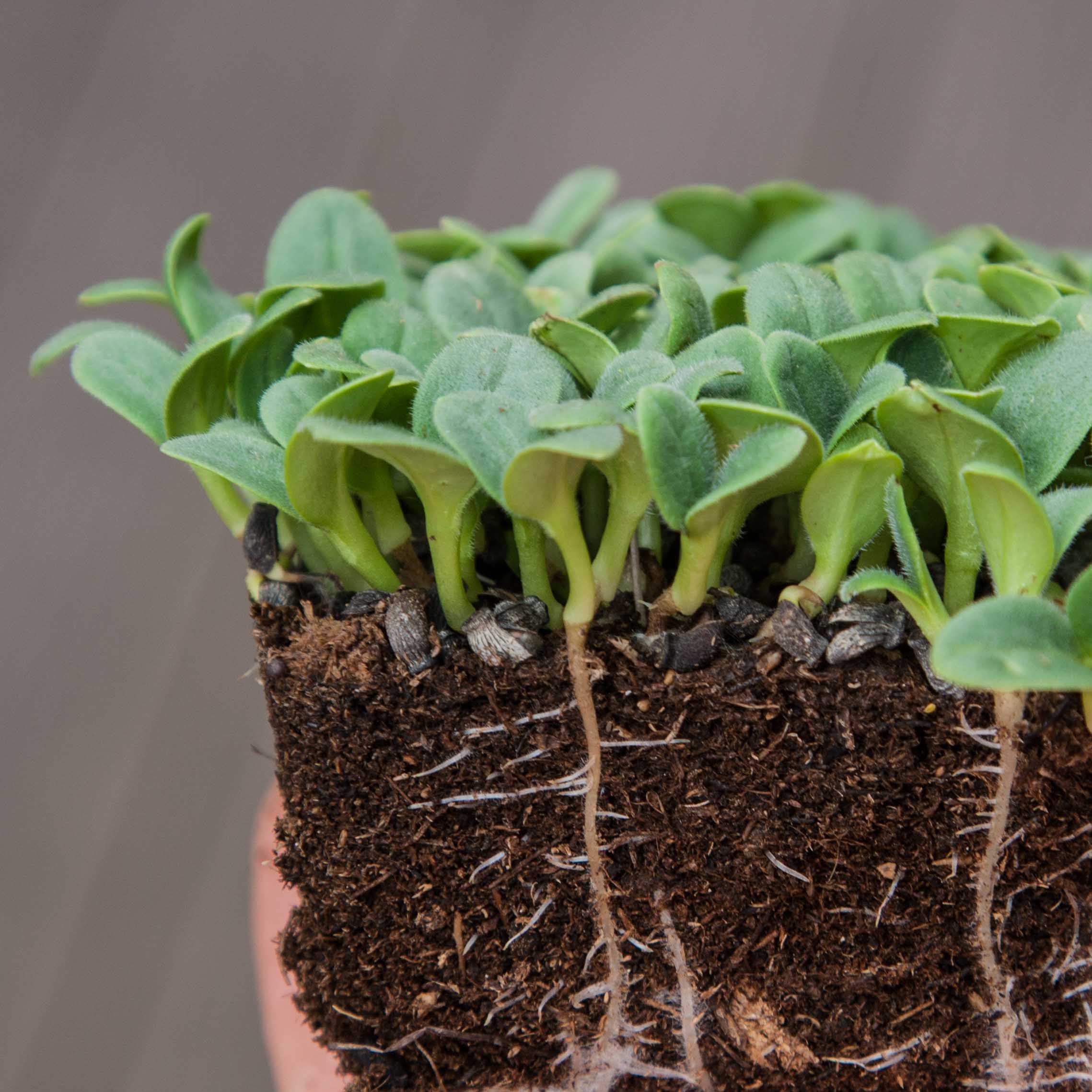 Graines Micropousse Bourrache Violette - Sachet 1 Kilo