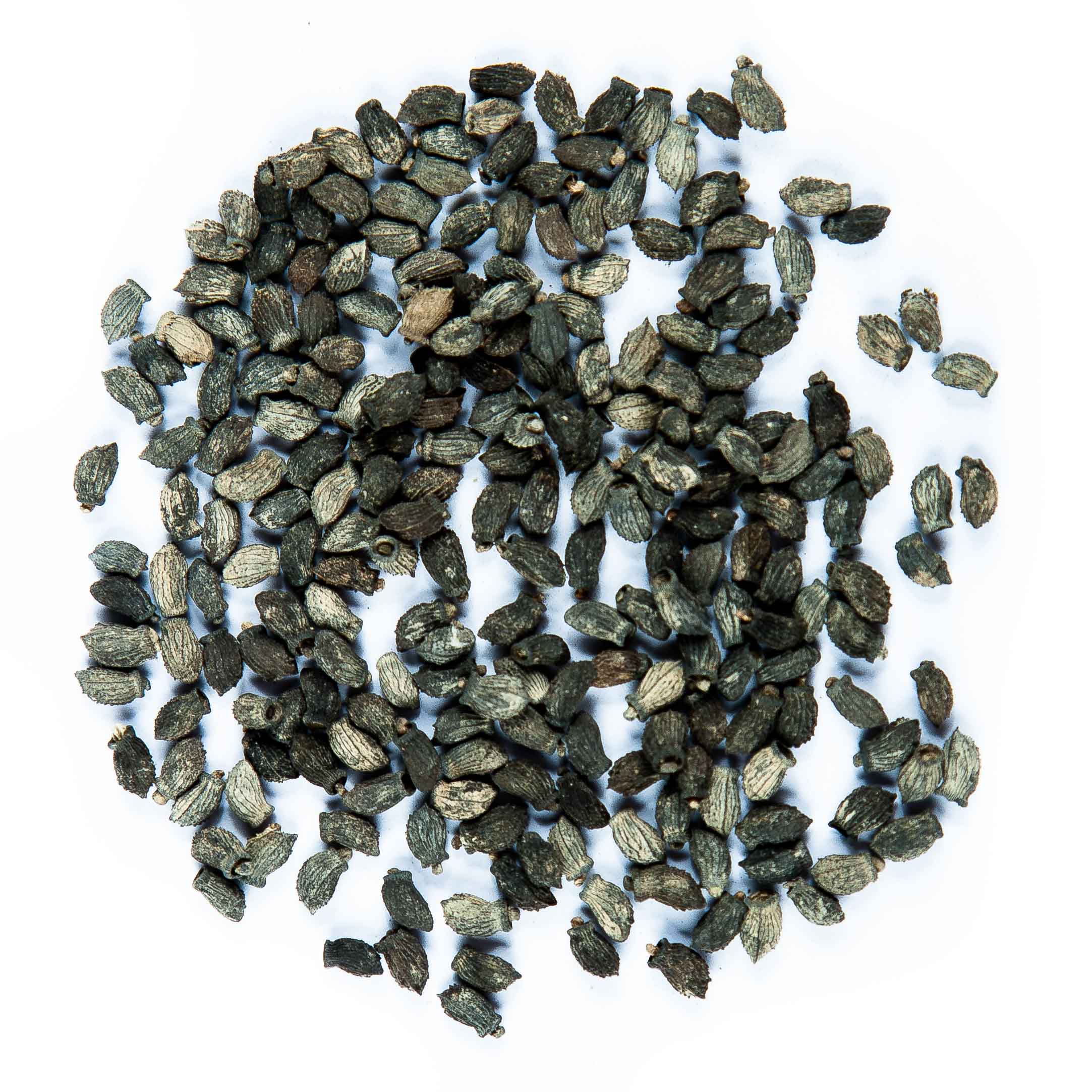 Graines Micropousse Bourrache Violette - Sachet 1 Kilo