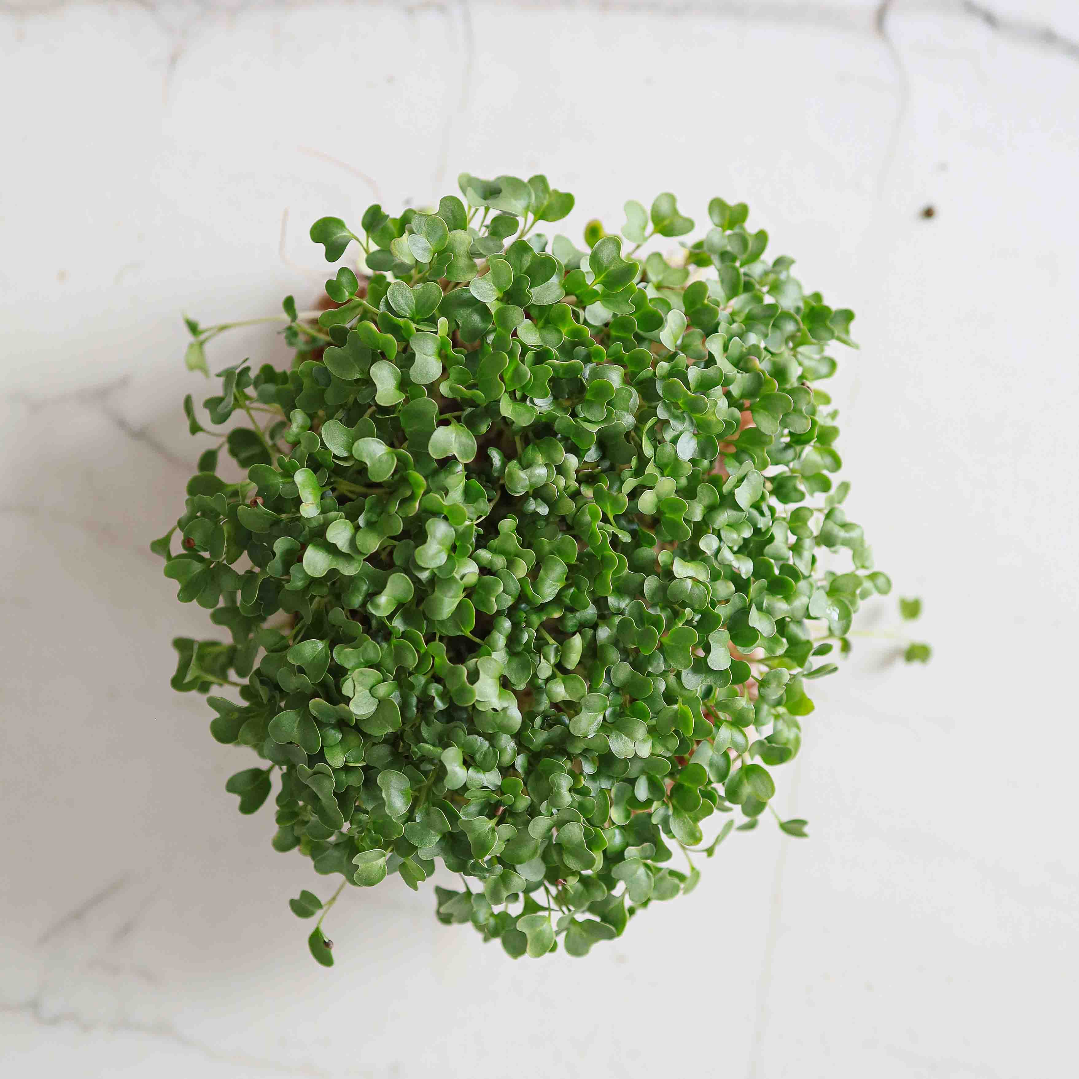 Graines Micropousse Brocoli Calabrais - Sachet 1 Kilo