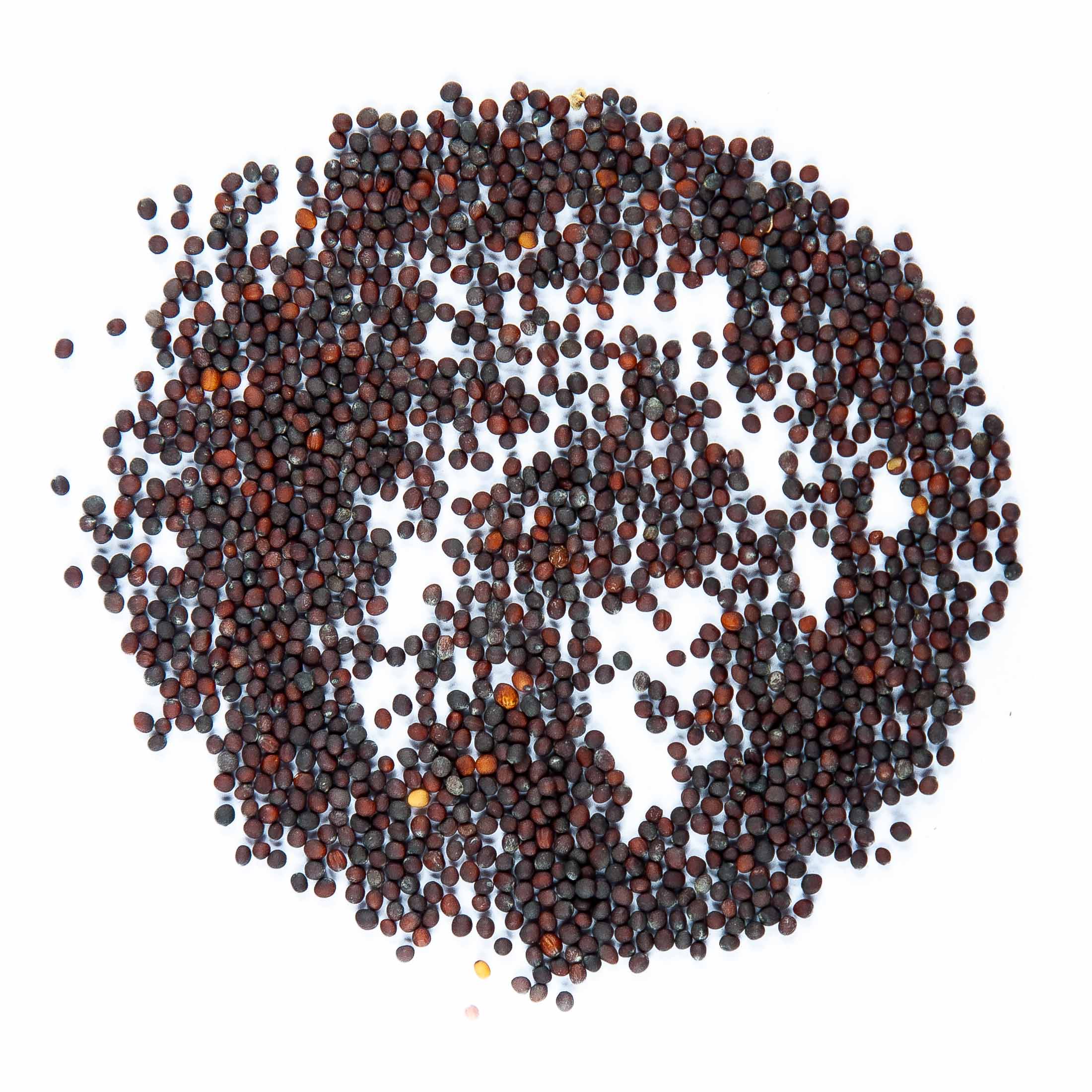 Graines Micropousse Brocoli Calabrais - Sachet 1 Kilo