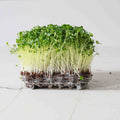 Graines Micropousse Brocoli-Rave - Sachet 500 grammes