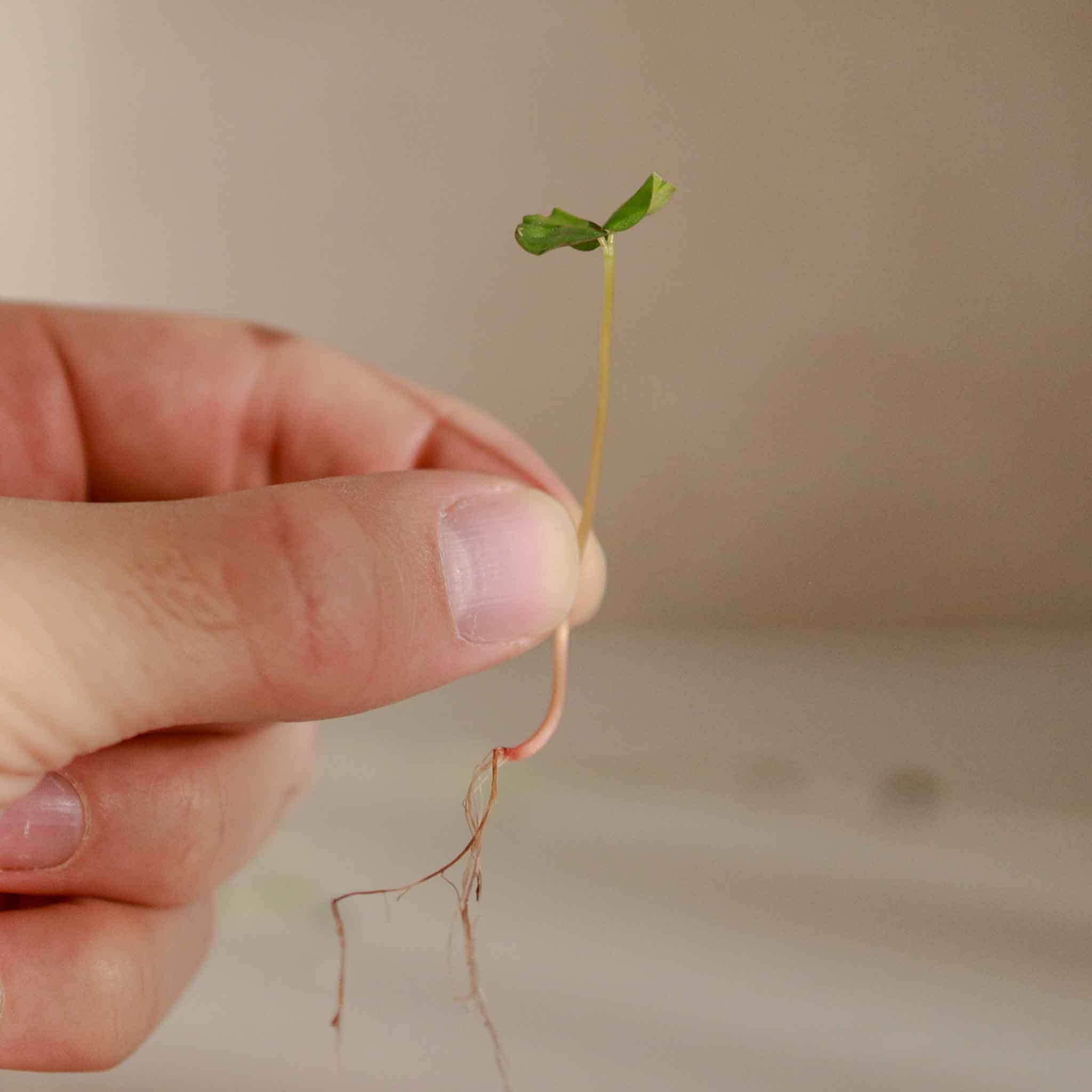 Graines Micropousse Sarrasin - Sachet 1 Kilo