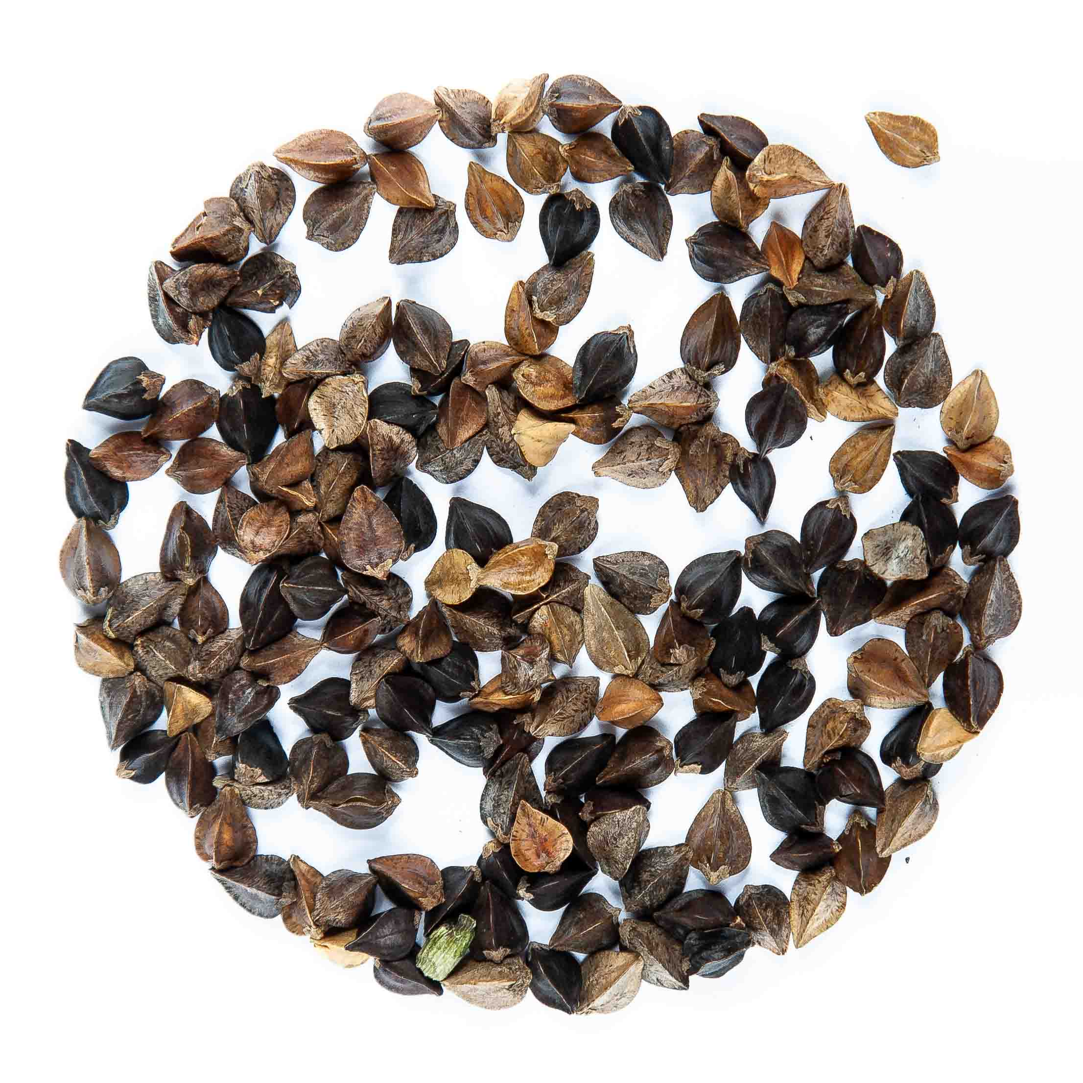 Graines Micropousse Sarrasin - Sachet 1 Kilo