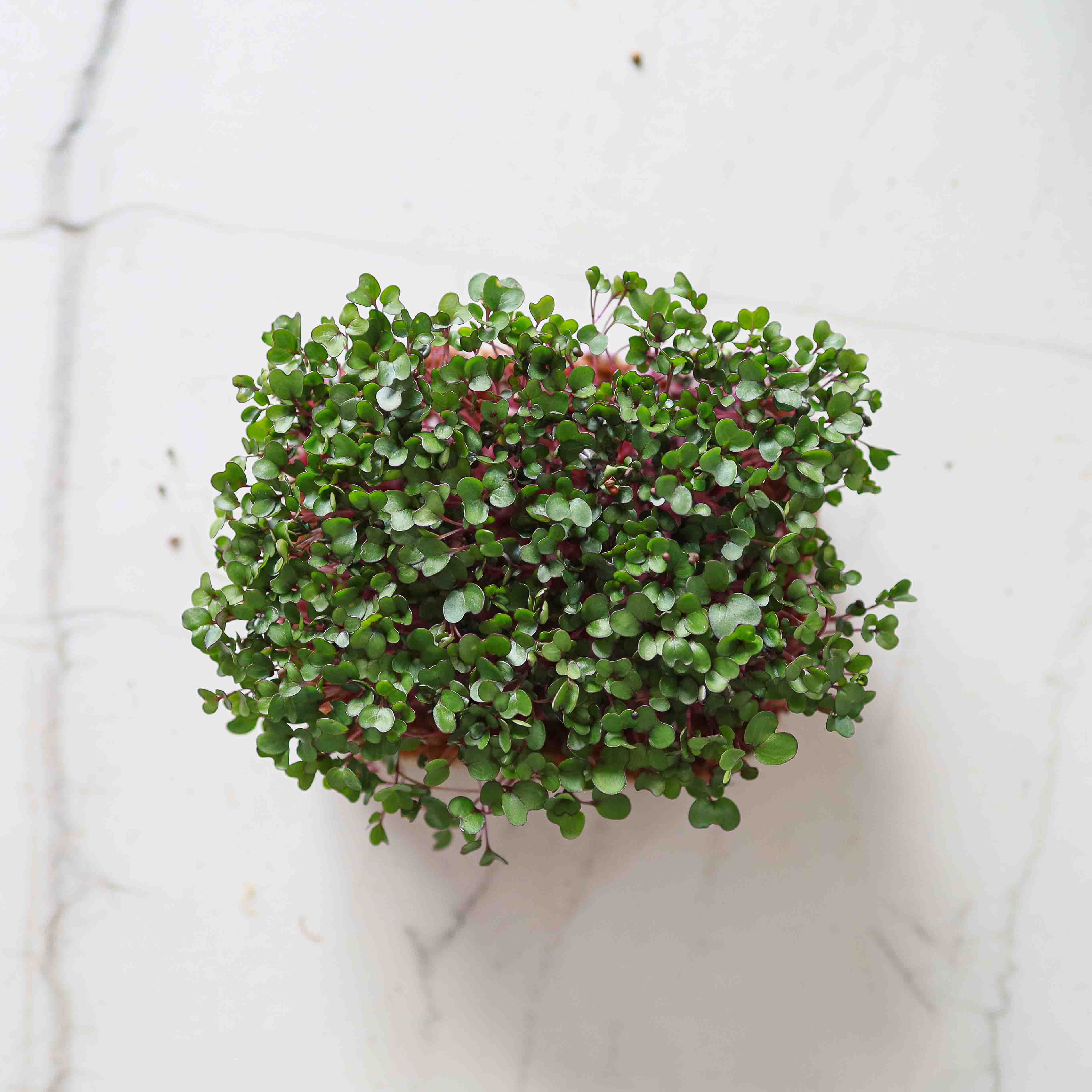 Graines Micropousse Chou Rouge - Sachet 500 grammes