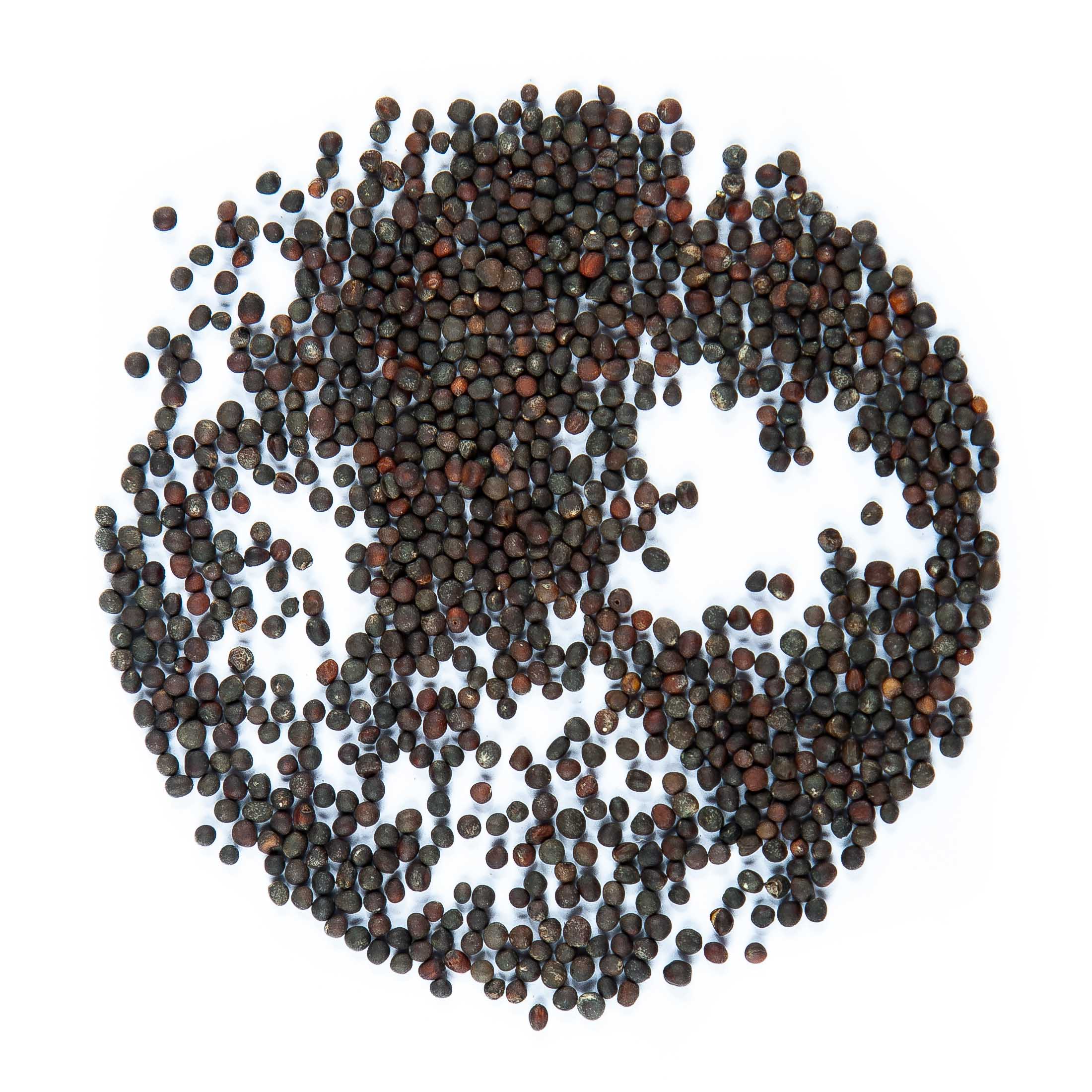 Graines Micropousse Chou Rouge - Sachet 500 grammes