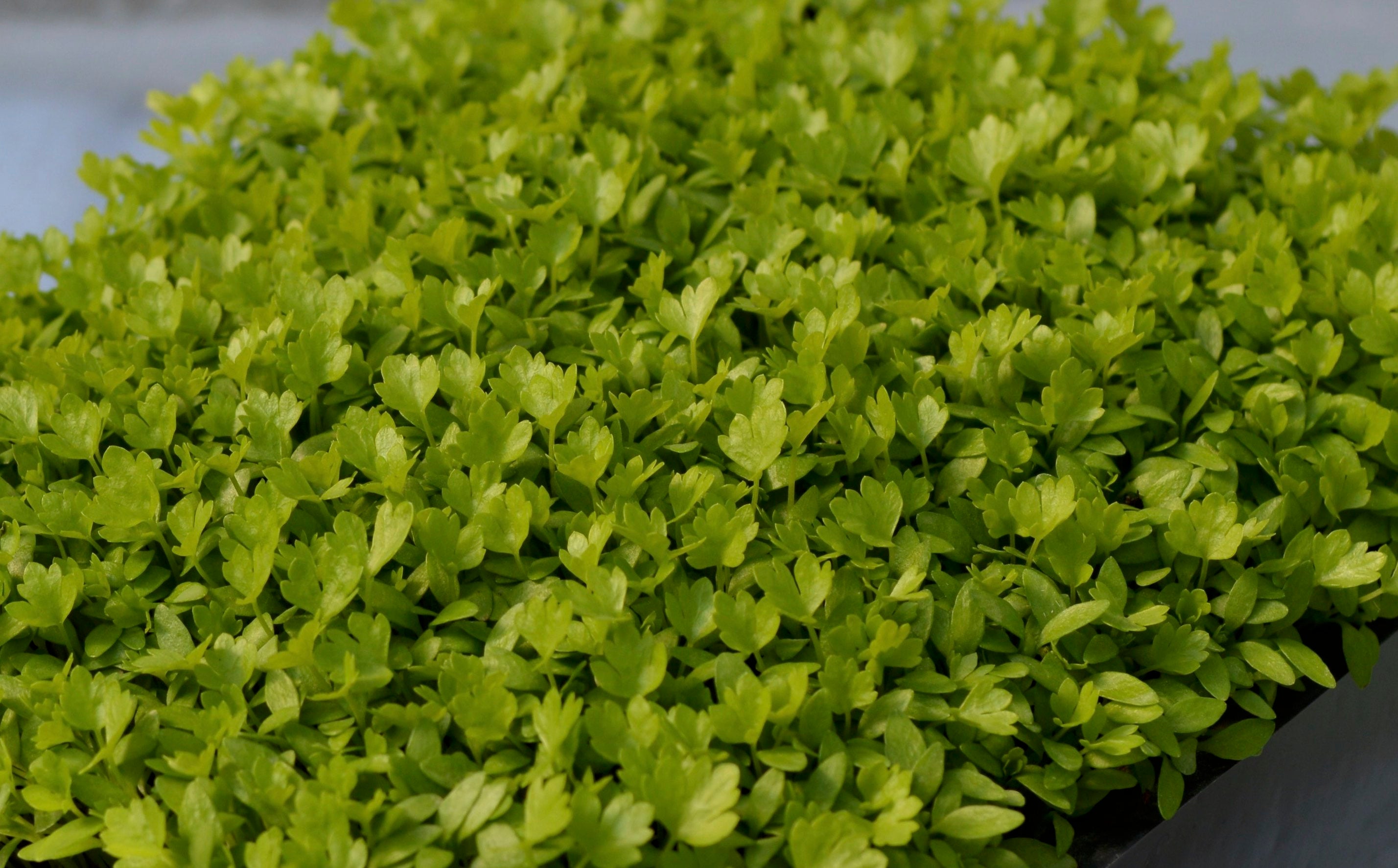 Graines Micropousse Céleri à Feuilles - Sachet 250 grammes