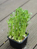Graines Micropousse Pois Chiche - Sachet 1 Kilo