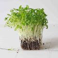 Graines Micropousse Coriandre - Sachet 500 grammes