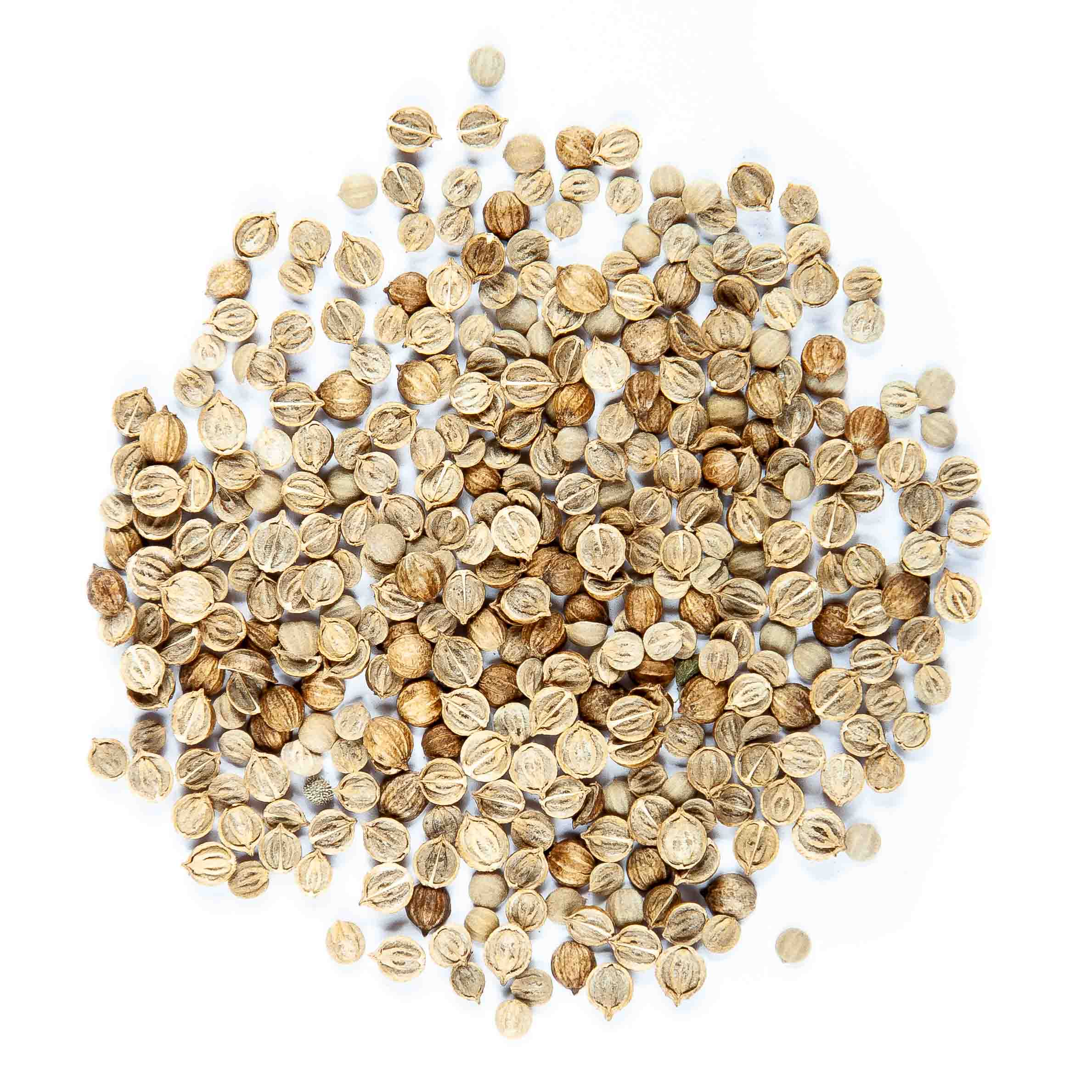 Graines Micropousse Coriandre - Sachet 500 grammes