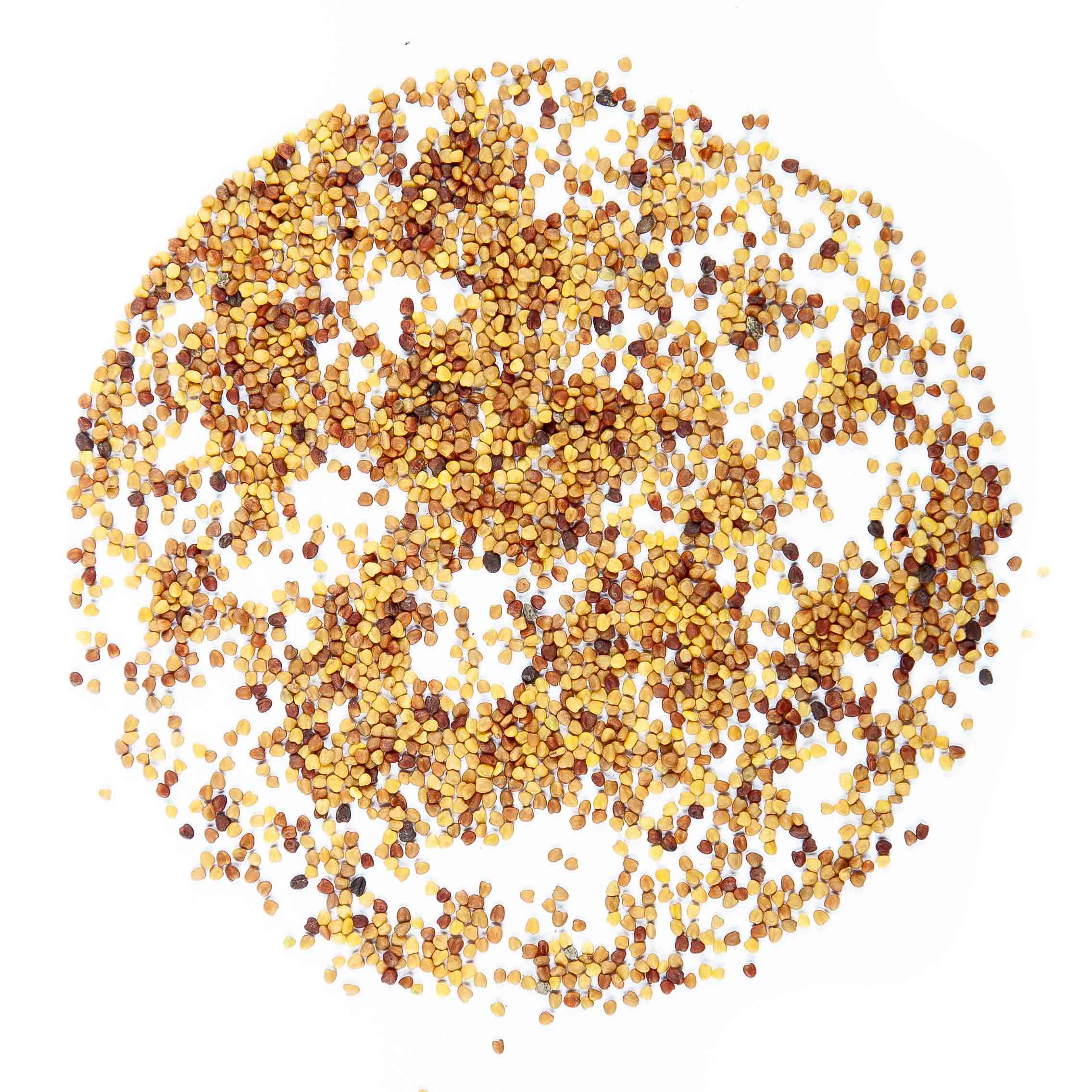 Graines Micropousse Trèfle Blanc - Sachet 1 Kilo