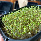 Graines Micropousse Trèfle Blanc - Sachet 100 grammes