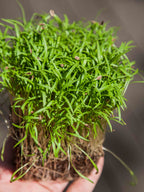 Graines Micropousse Aneth Dakota - Sachet 250 grammes