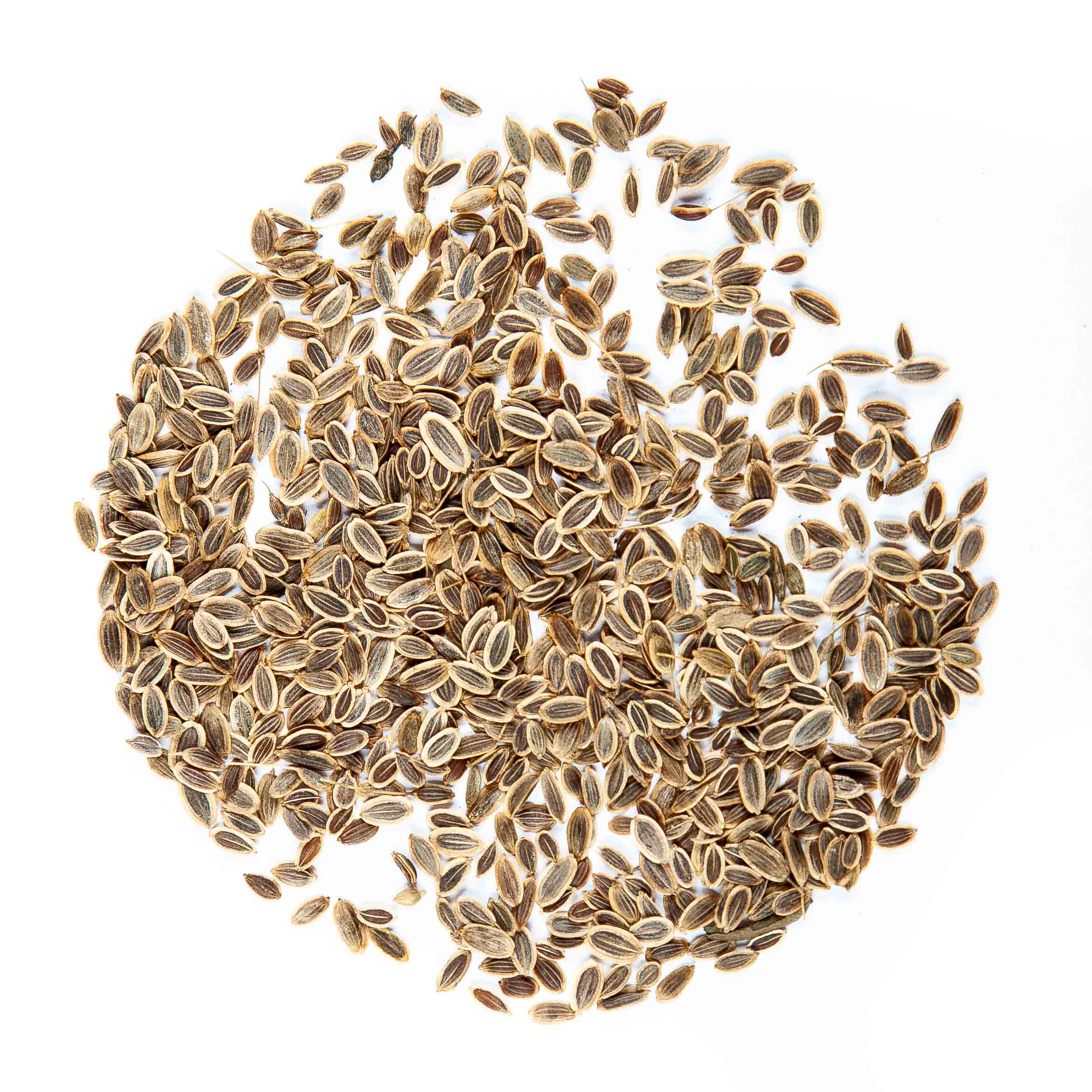 Graines Micropousse Aneth Dakota - Sachet 1 Kilo