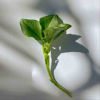 Graines Micropousse Fève - Sachet 1 Kilo