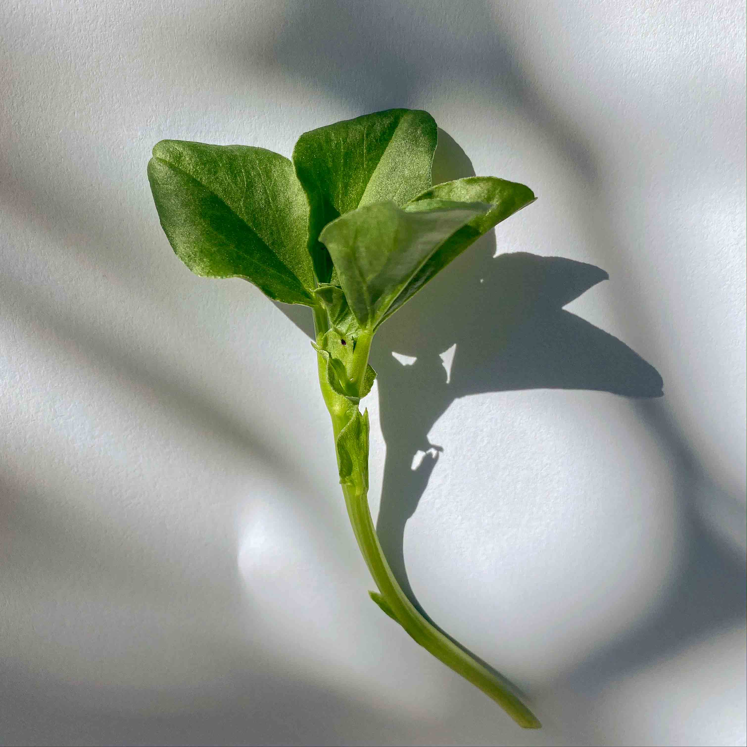 Graines Micropousse Fève - Sachet 1 Kilo