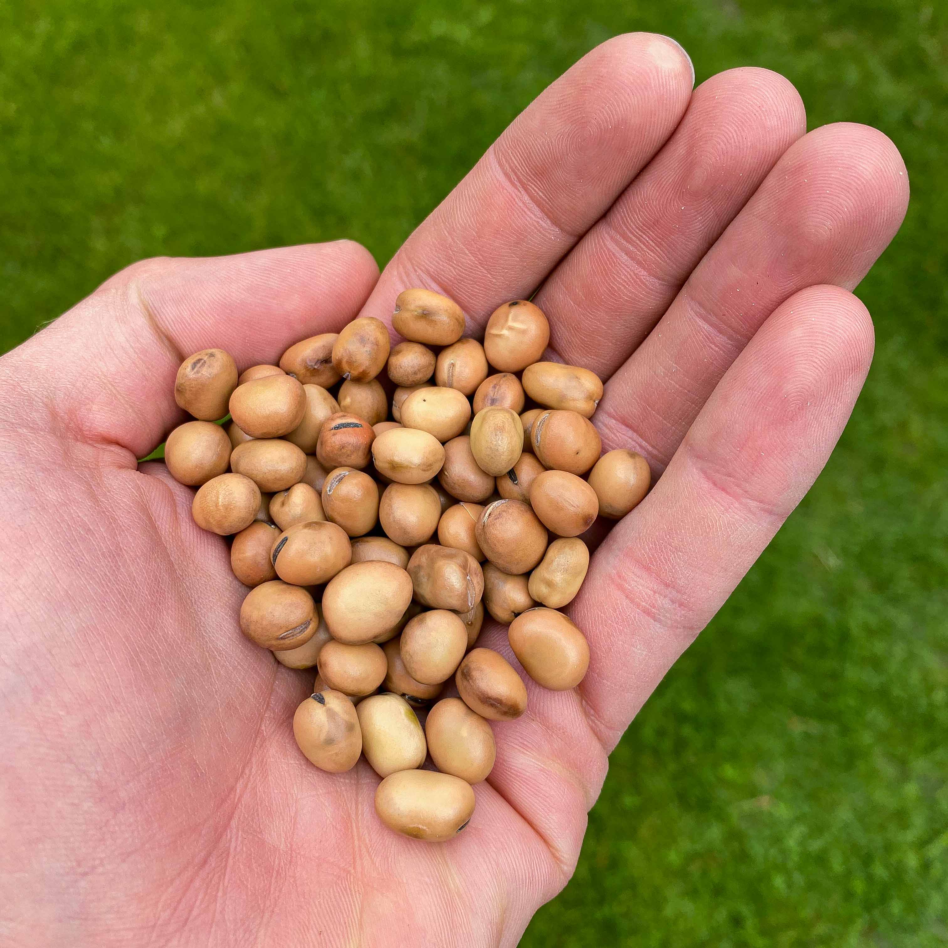 Graines Micropousse Fève - Sachet 1 Kilo