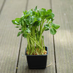 Graines Micropousse Fève - Sachet 1 Kilo