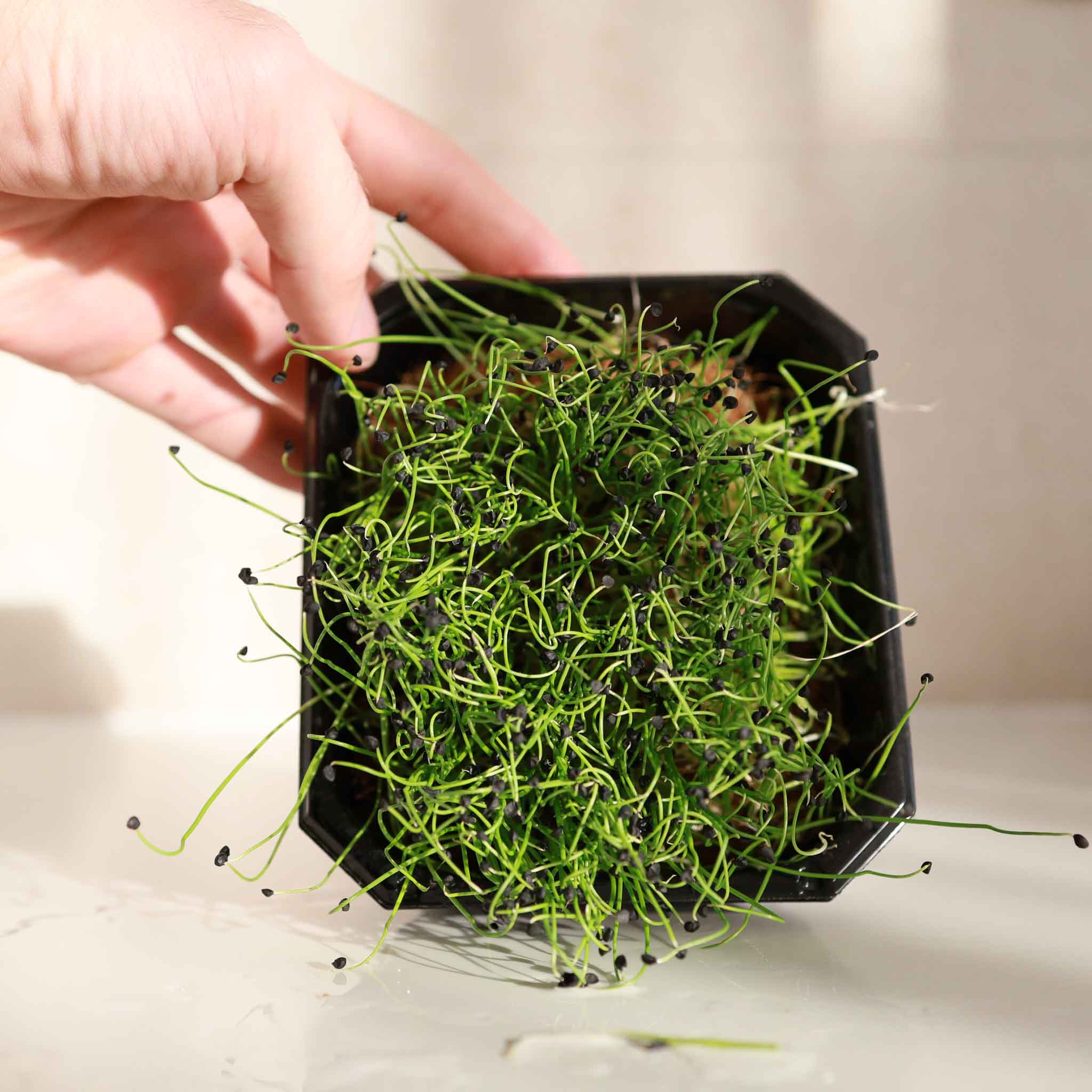 Graines Micropousse Ail Ciboule de Chine - Sachet 1 Kilo