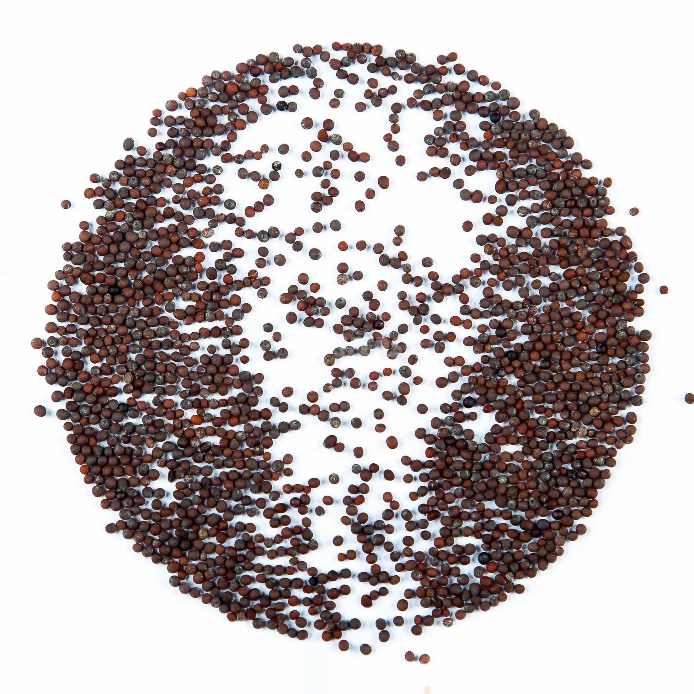 Graines Micropousse Chou Kale Rouge de Russie - Sachet 1 Kilo