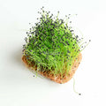 Graines Micropousse Poireau - Sachet 500 grammes