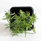 Graines Micropousse Lupin - Sachet 1 Kilo