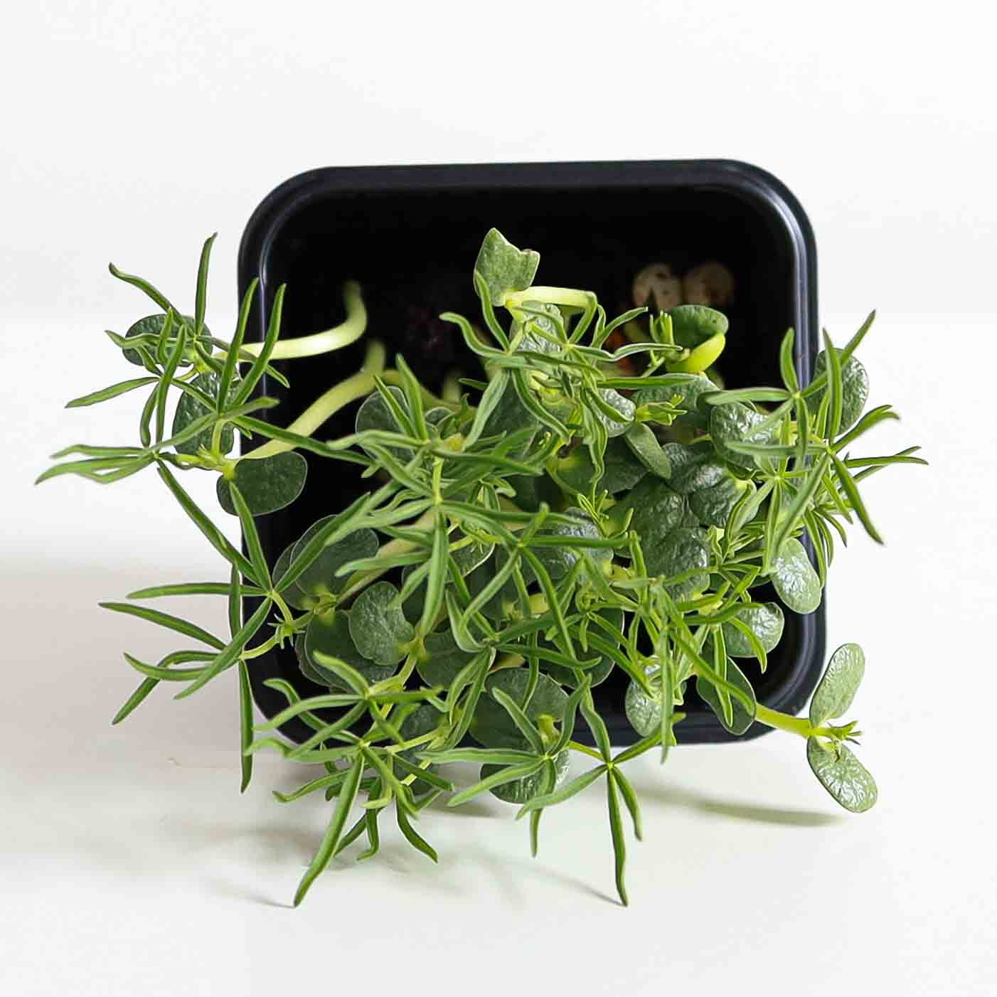 Graines Micropousse Lupin - Sachet 1 Kilo