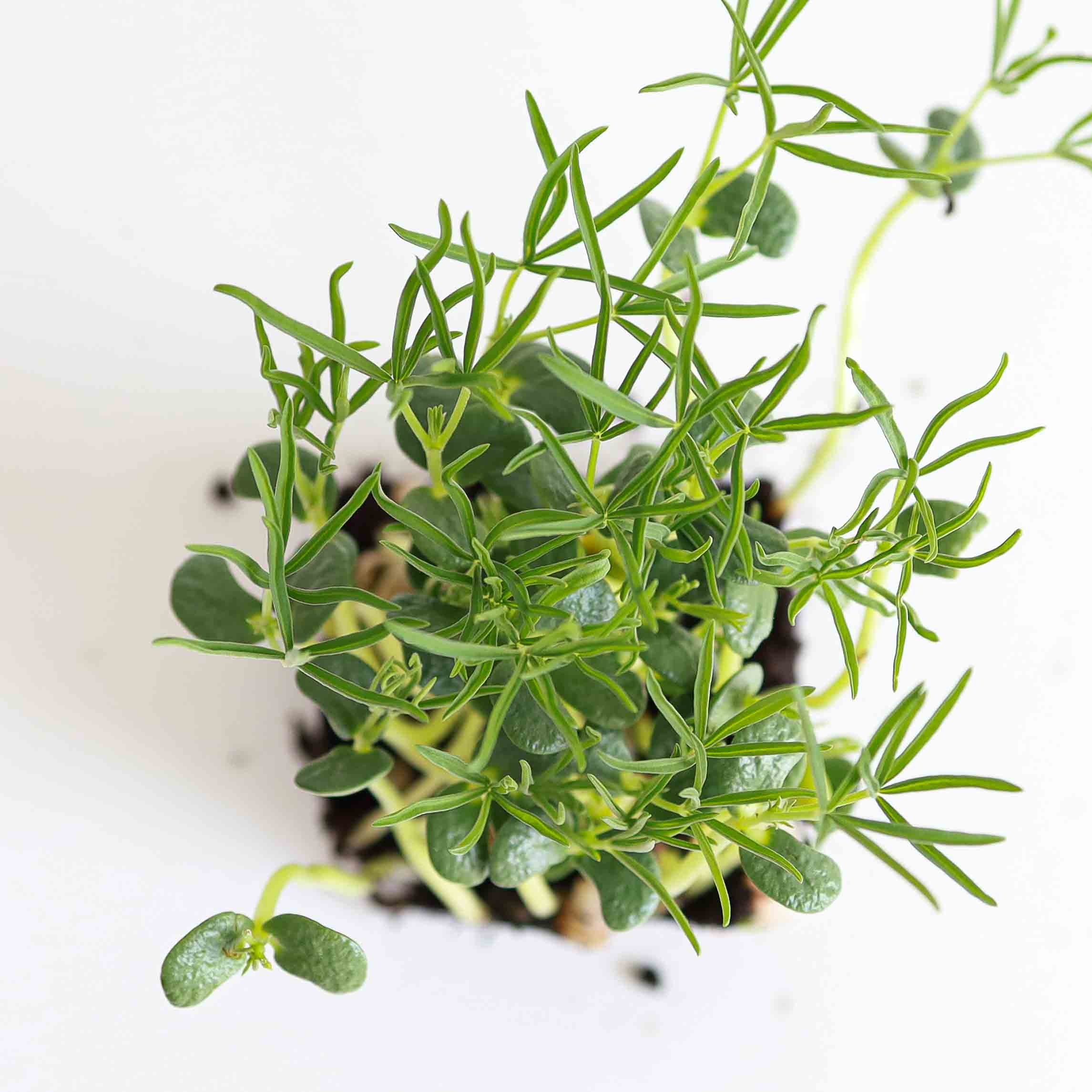 Graines Micropousse Lupin - Sachet 1 Kilo