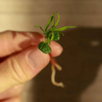 Graines Micropousse Lupin - Sachet 1 Kilo