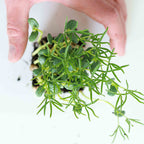 Graines Micropousse Lupin - Sachet 1 Kilo